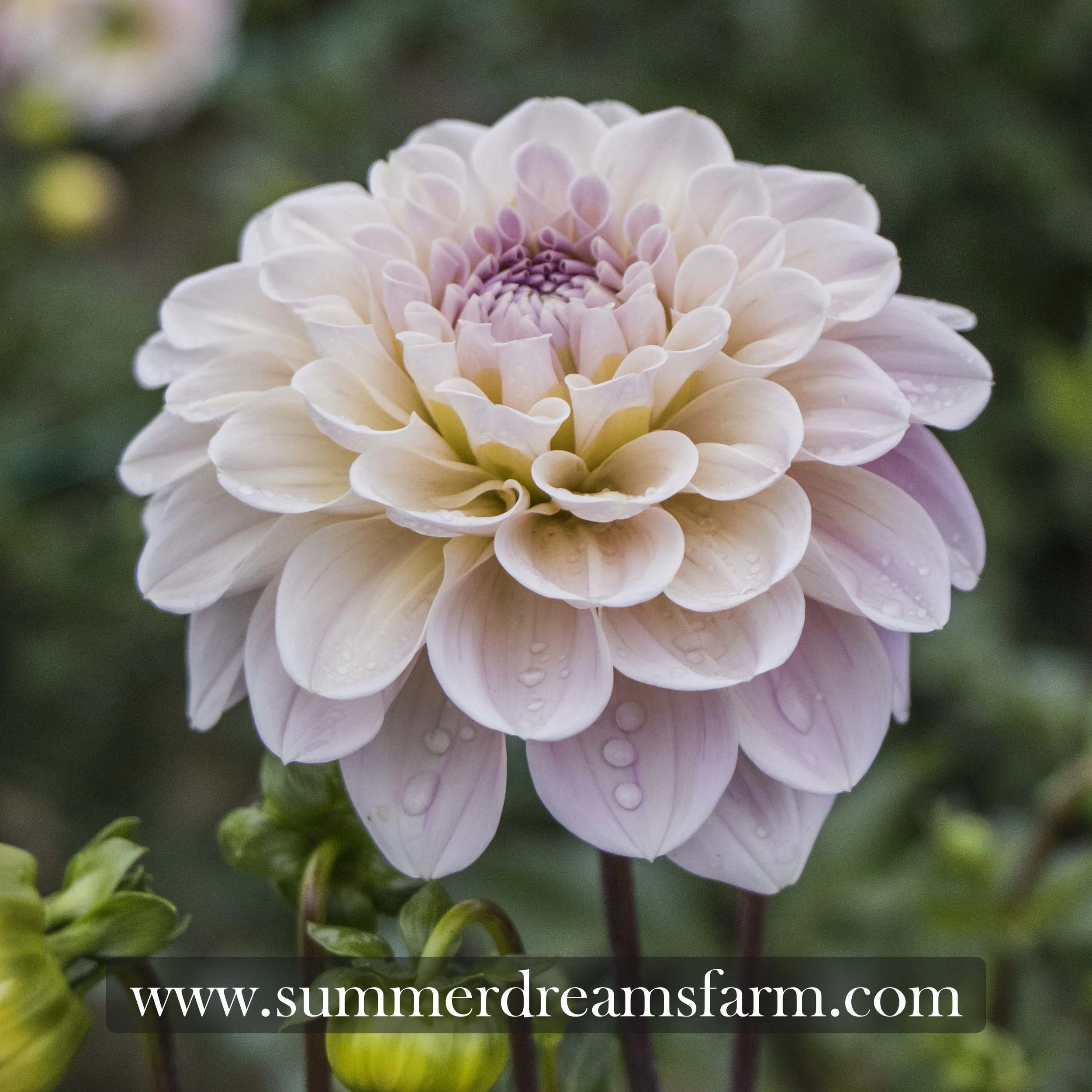 Dahlia - Sweet Nathalie — Dahlia | SummerDreamsFarm